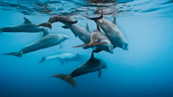 "GOPRO FLOATY" (HERO11 BLACK MINI)